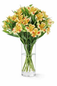 Mimea AS Alstroemeria Peach Kenya