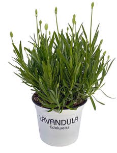 Mimea AS Lavendel Vit