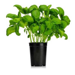 Basilika Kruka Stor EKO Klass1 Sverige