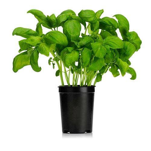 Basilika Kruka Stor EKO Klass1 Sverige