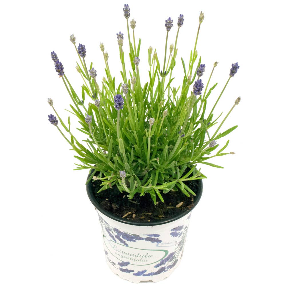 Mimea AS Lavendel blå/lila Portugal