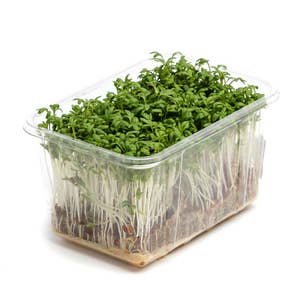 Krasse EKO Klass1 Sverige