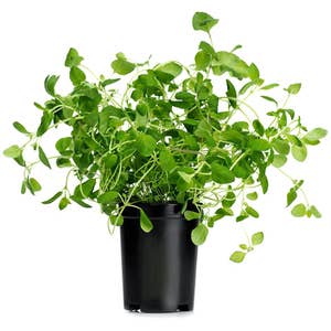 Oregano Kruka EKO Klass1 Sverige