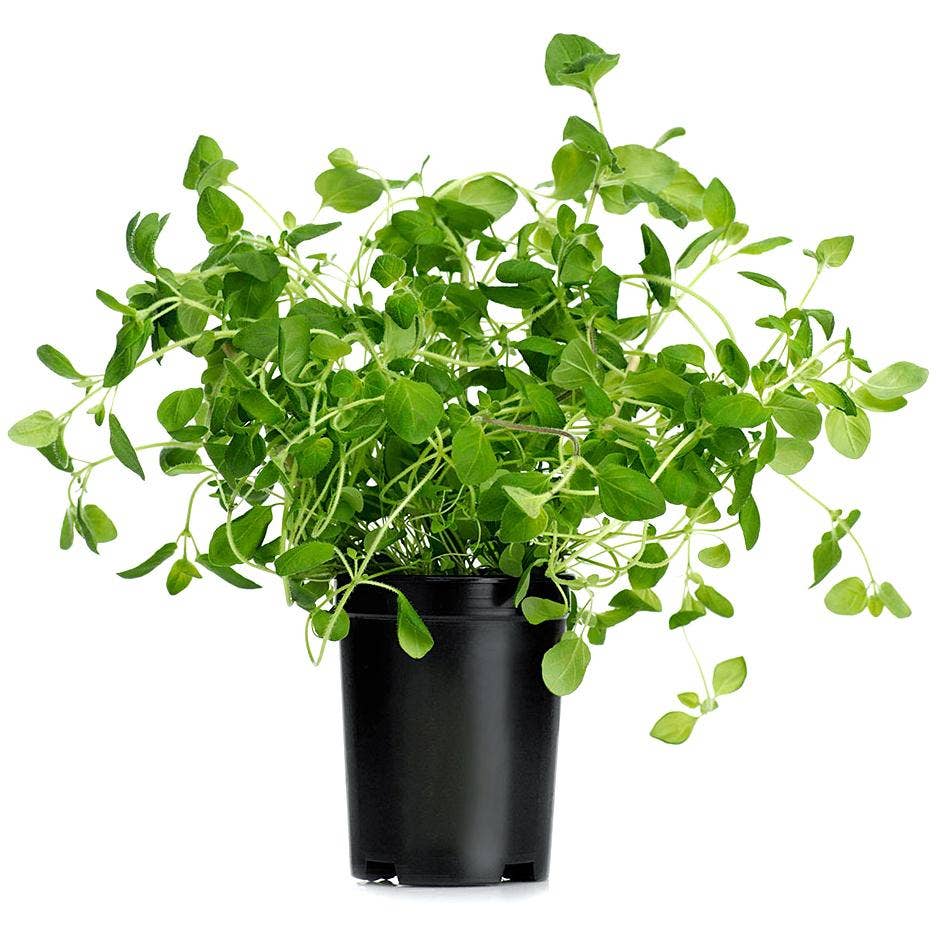 Oregano Kruka EKO Klass1 Sverige