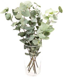 Mimea AS Eukalyptus Kenya