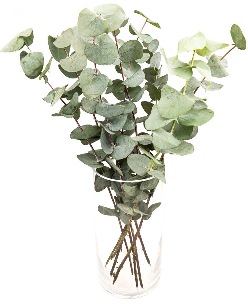 Mimea AS Eukalyptus Kenya