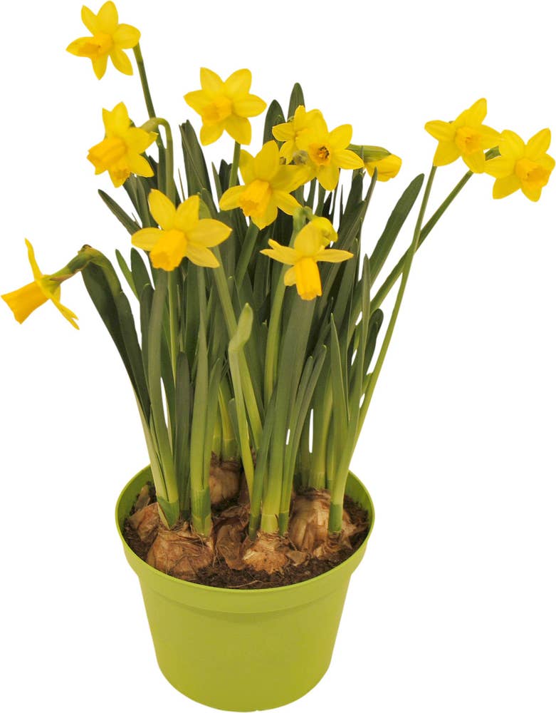 Mimea AS Minipåsklilja Kruka 12cm Sverige