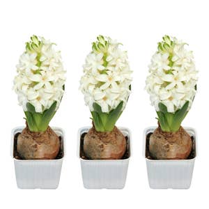 Mimea AS Hyacint Vit 3-pack Sverige