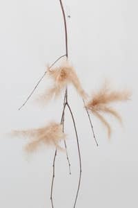 Hedlundgruppen Fjäderblomma Brun