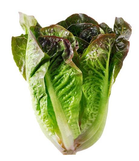 Romansallad röd Klass1 Spain