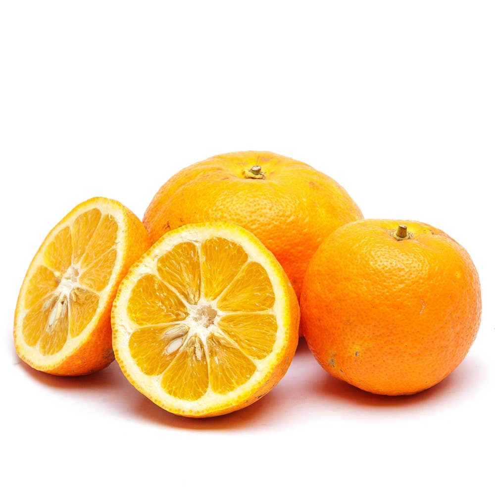 Pomerans Klass1 Italien