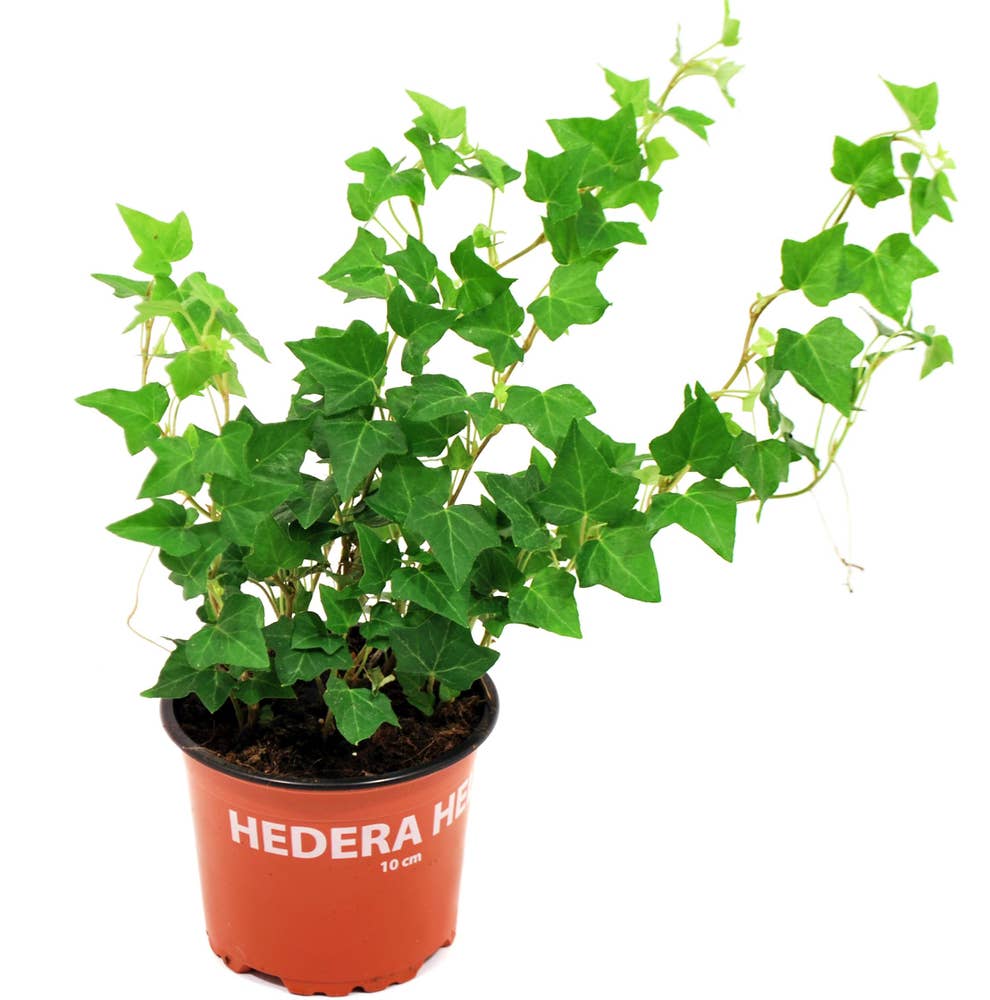 Mimea AS Murgröna Sverige