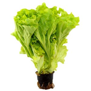 Plocksallad Kruka EKO Klass1 Sweden