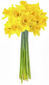 Mimea AS Påskliljor 30-pack i bunt