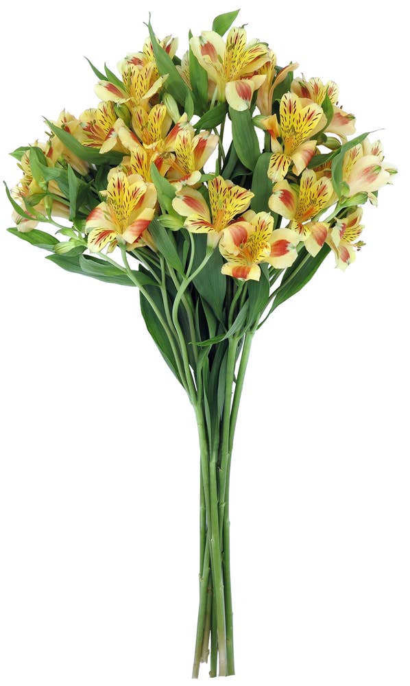 Mimea AS Alstroemeria Peach Kenya