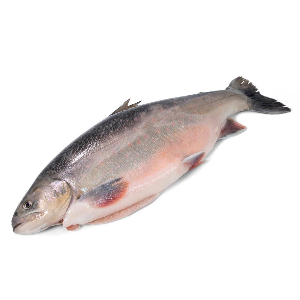 Bergfalk Röding Hel Bergfalk