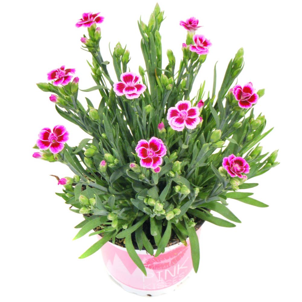 Mimea AS Dianthus Pink Kisses