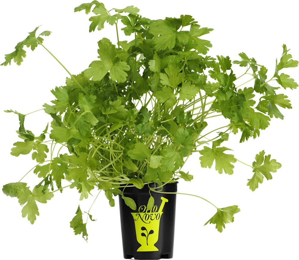 Bladpersilja Kruka EKO Klass1 Sverige