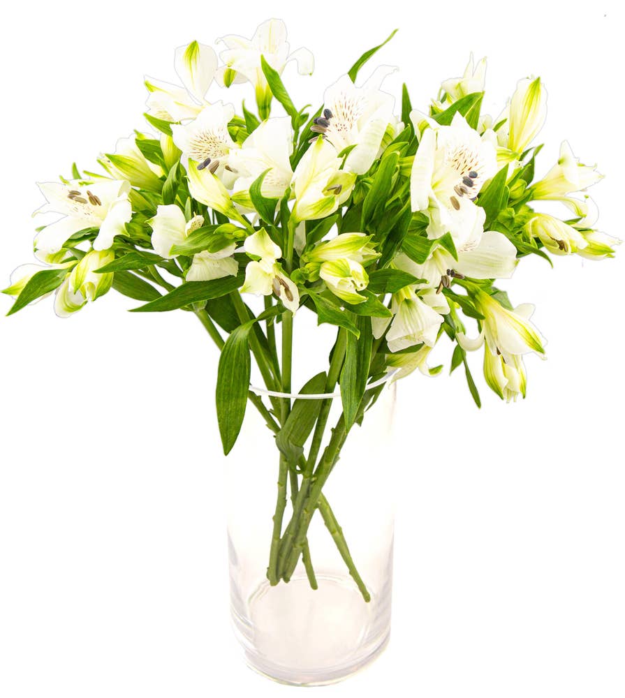 Mimea AS Alstroemeria vit Kenya