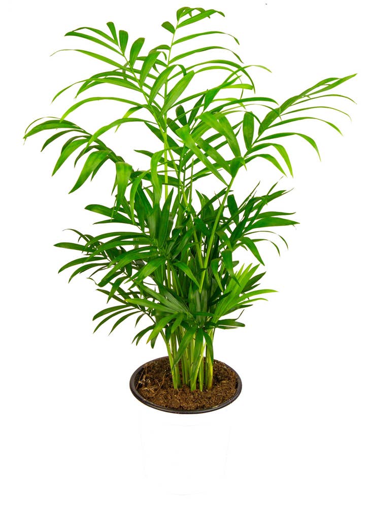 Mimea AS Bergpalm chamaedorea 1pc Nederländerna
