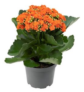 Mimea AS Kalanchoe Orange Nederländerna