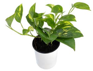 Mimea AS Gullranka 12cm epipremnum Netherlands