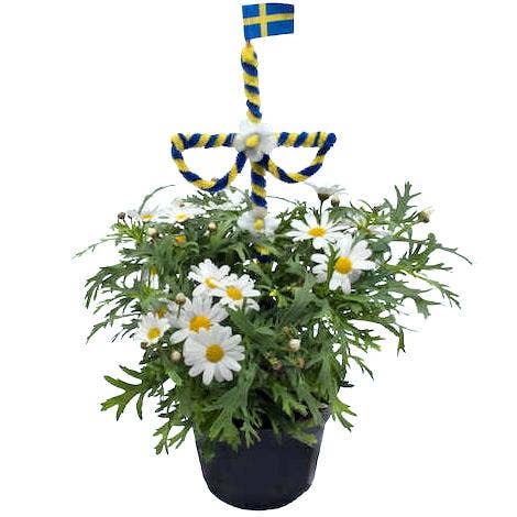 Mimea AS Marguerit med midsommarstång Sverige