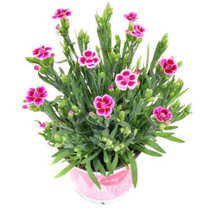 Mimea AS Dianthus Pink Kisses