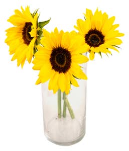 Mimea AS Solros 3-pack