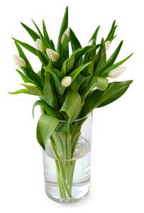 Mimea AS Tulpaner Vita 9-p Sverige