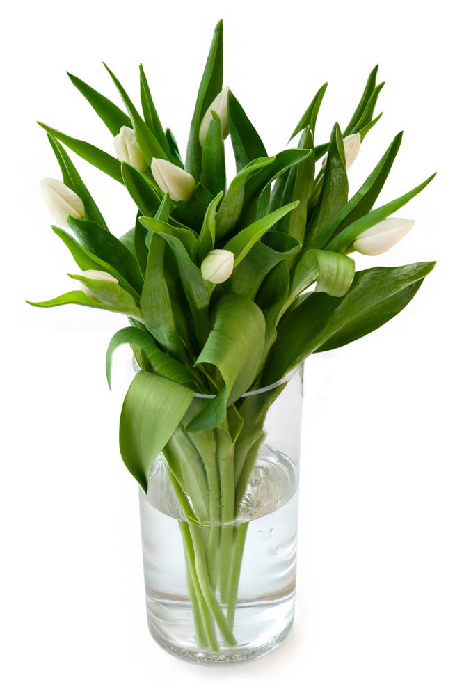 Mimea AS Tulpaner Vita 9-p Sverige