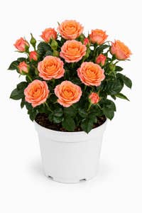 Krukros orange/rosa Nederländerna