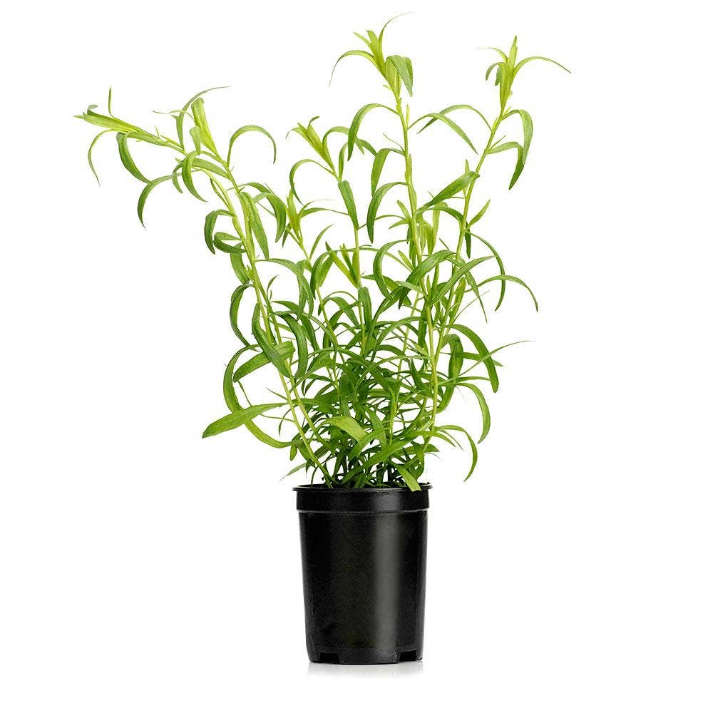 Fransk Dragon Kruka EKO Klass1 Sverige