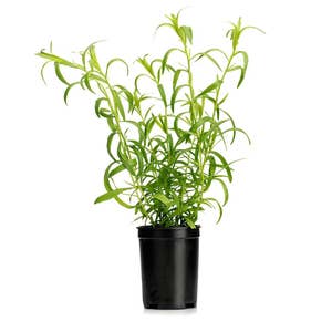 Fransk Dragon Kruka EKO Klass1 Sverige