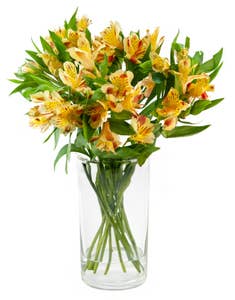 Mimea AS Alstroemeria Peach Kenya