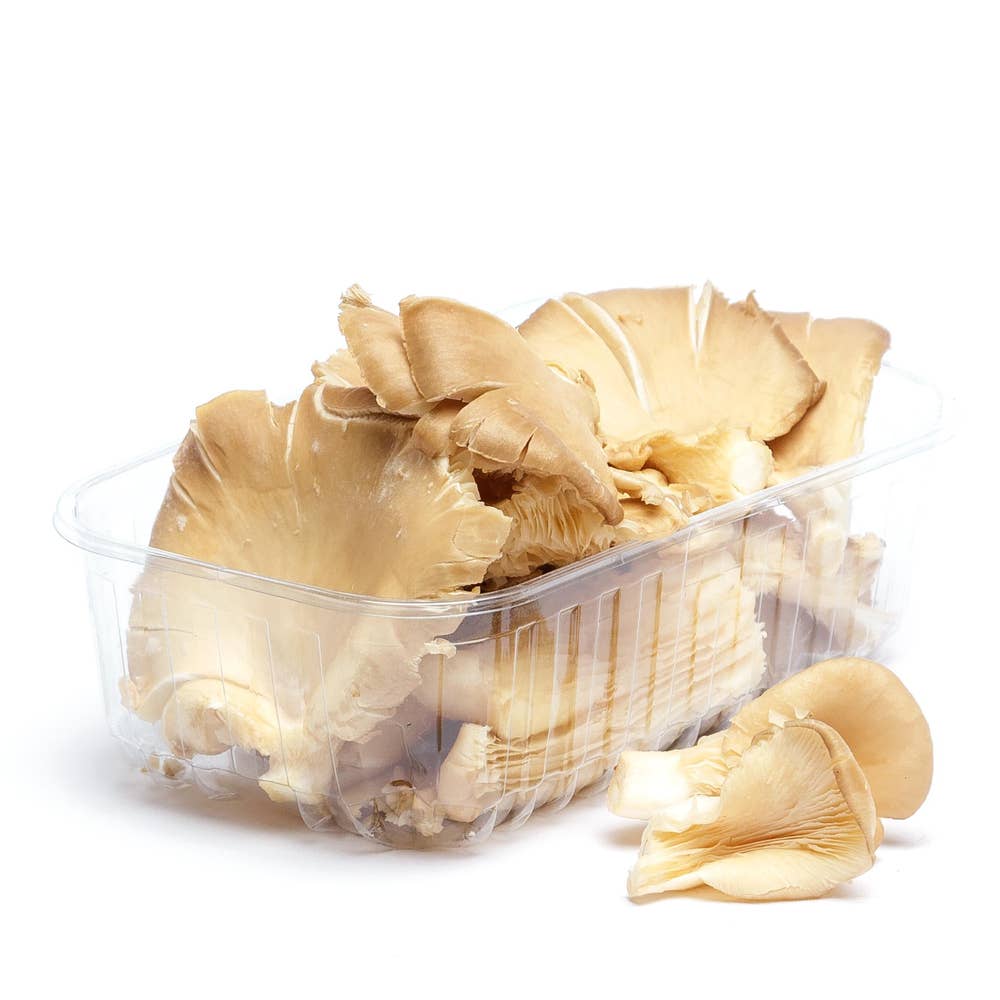 Svamp Ostronskivling Klass1 Polen