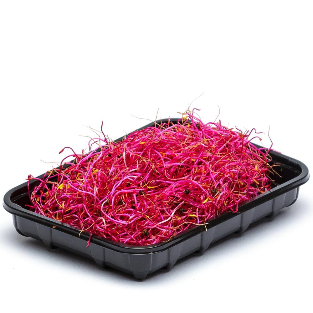 Rödbetsgroddar EKO/KRAV Klass1 Sverige