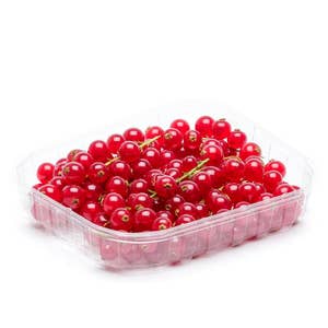 Röda Vinbär Klass1 Nederländerna