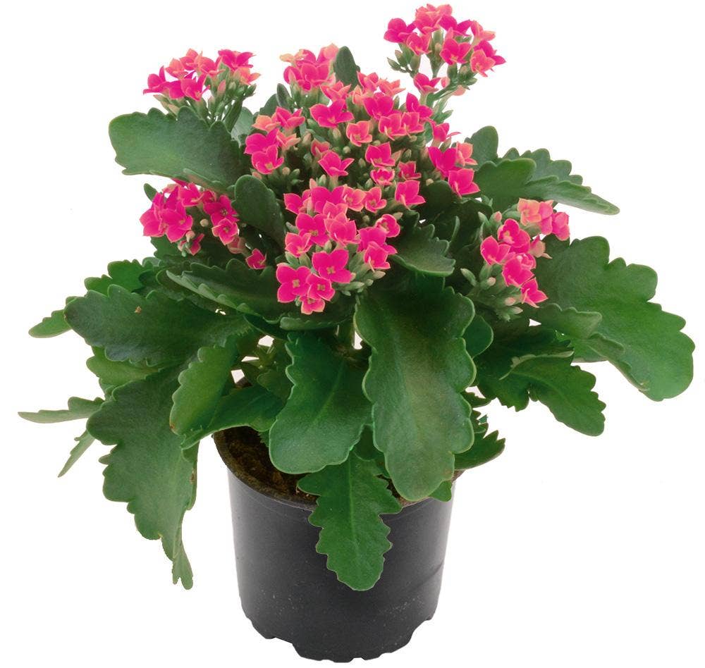 Mimea AS Kalanchoe Rosa Danmark