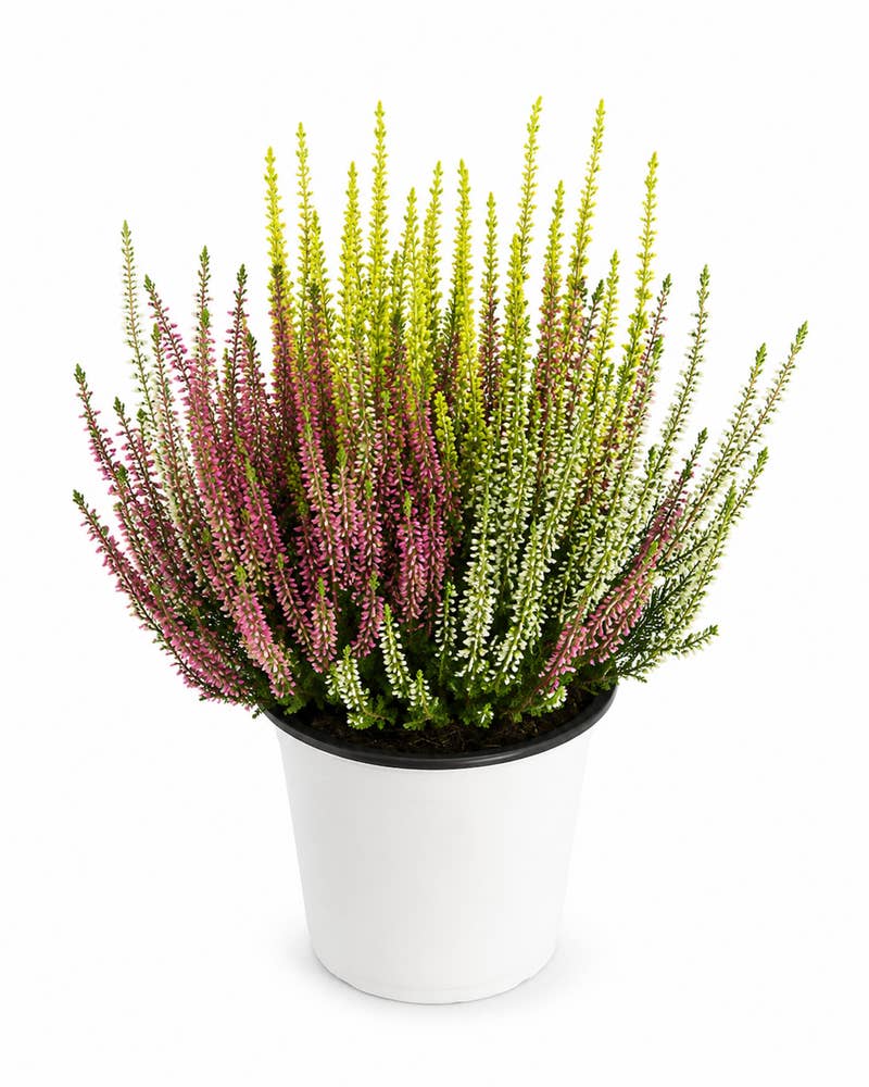 Calluna trio Tyskland