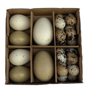 Hedlundgruppen Hänge Ägg Beige, Brun & Vit 3,5-8cm