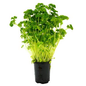 Persilja Kruka EKO Klass1 Sverige