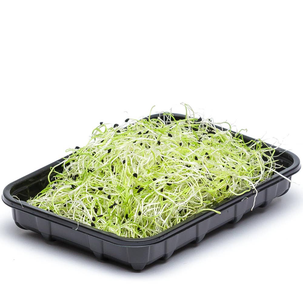 Vitlöksgroddar EKO/KRAV Klass1 Sverige