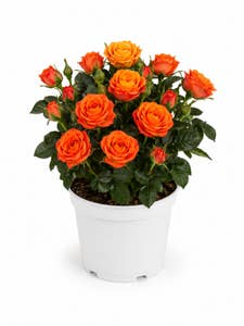 Krukros orange Nederländerna