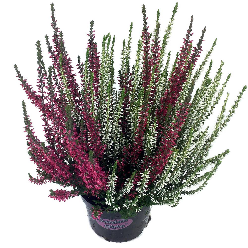 Mimea AS Ljung Calluna Twin Tyskland