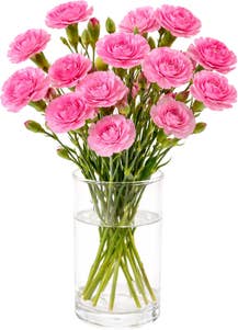 Mimea AS Nejlika Rosa Kenya