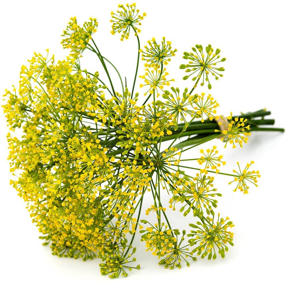 Krondill i knippe Klass1 Sweden