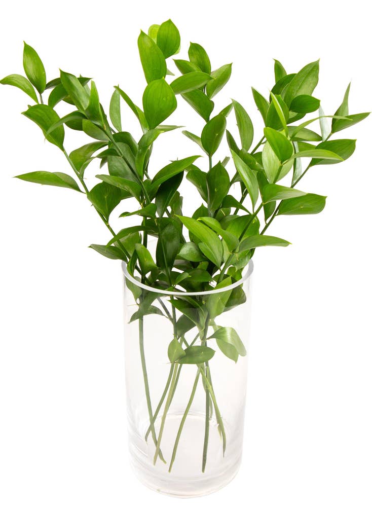 Mimea AS Ruscus Kenya