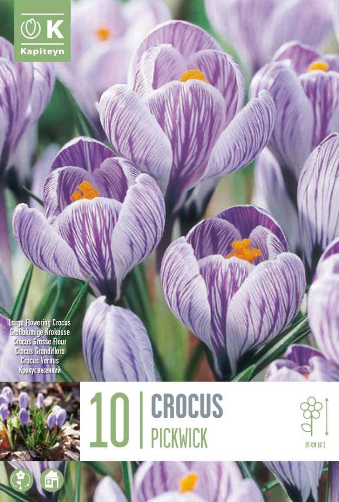 Mimea AS Lökar Krokus Lila 10-pack Nederländerna