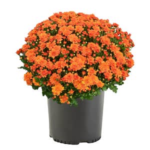 Krysantemum orange/brun Nederländerna